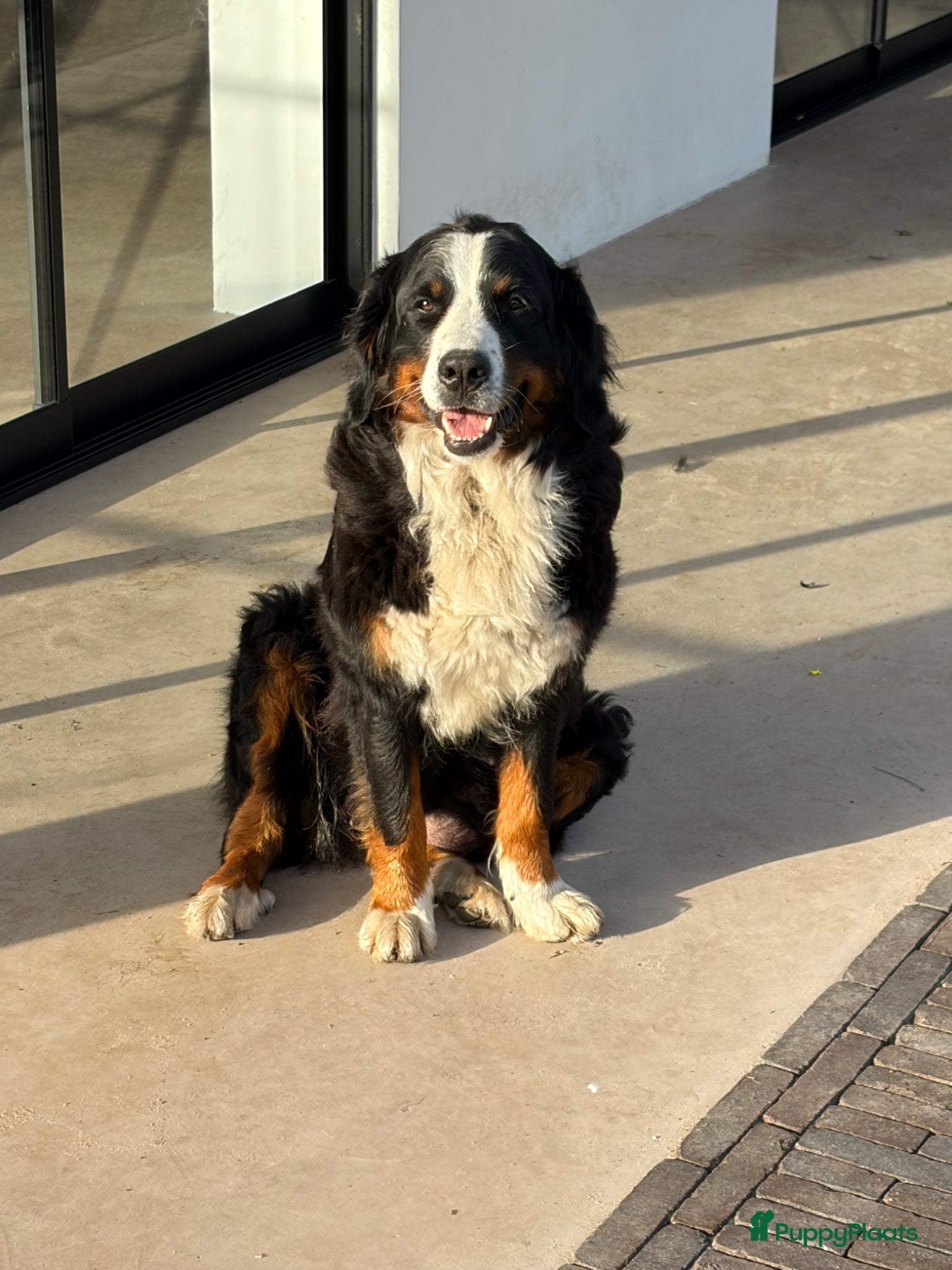Berner Sennenhond honden te koop: 4 reutjes Berner sennen in Lunteren - Advertentie 5