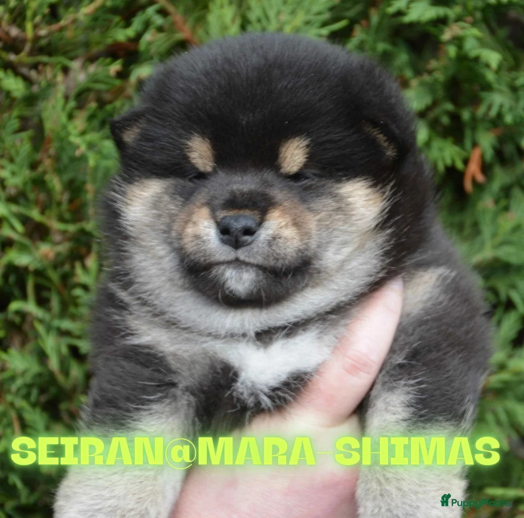 Shiba honden te koop: TOP PUPPY - Advertentie 2