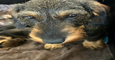 Ruwhaar Teckel honden - Advertentie 9