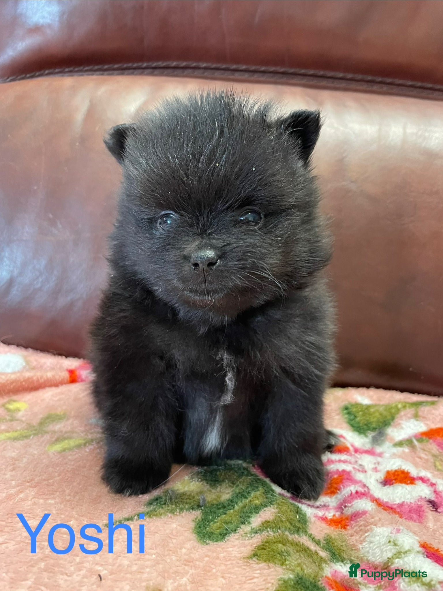 Pomeriaan honden 5 Prachtige Pomeriaan/dwergkees pups.🩵🩷 - Advertentie 2