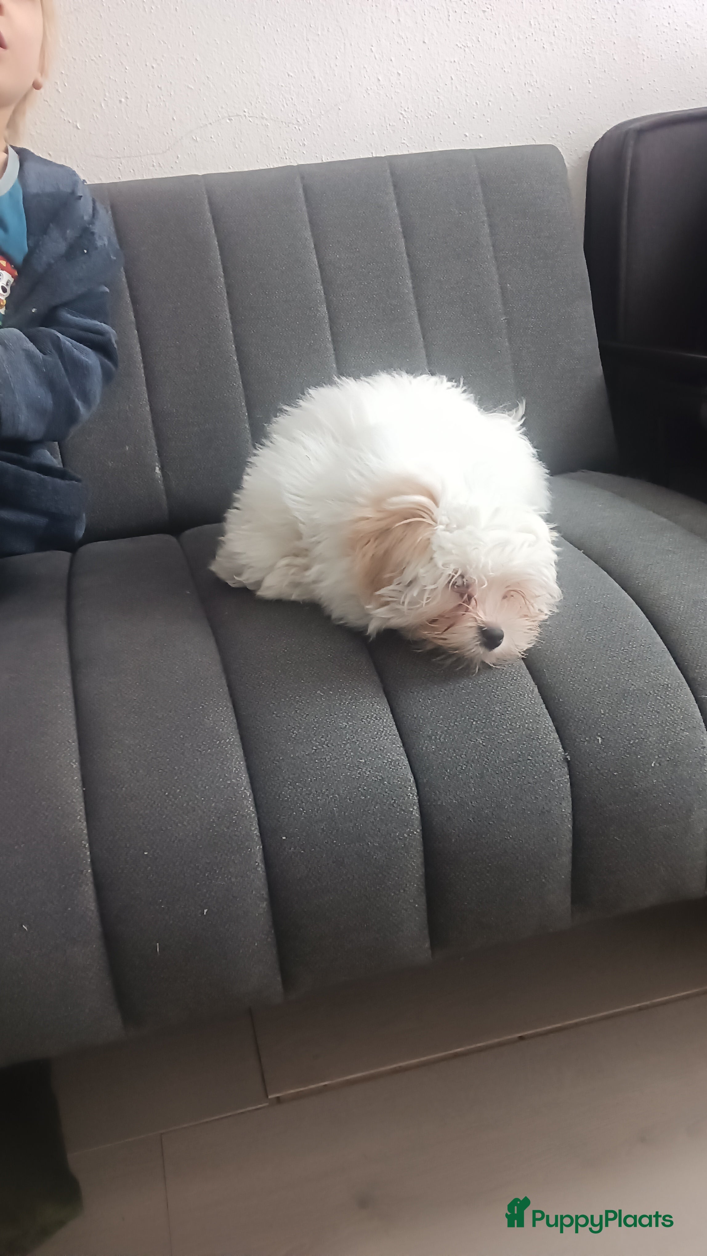 Kruising honden Leuke  lieve kleine boomer - Advertentie 1