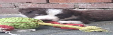 Border Collie 1
