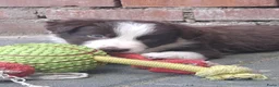 Border Collie honden te koop: Border collie pups - Advertentie 3