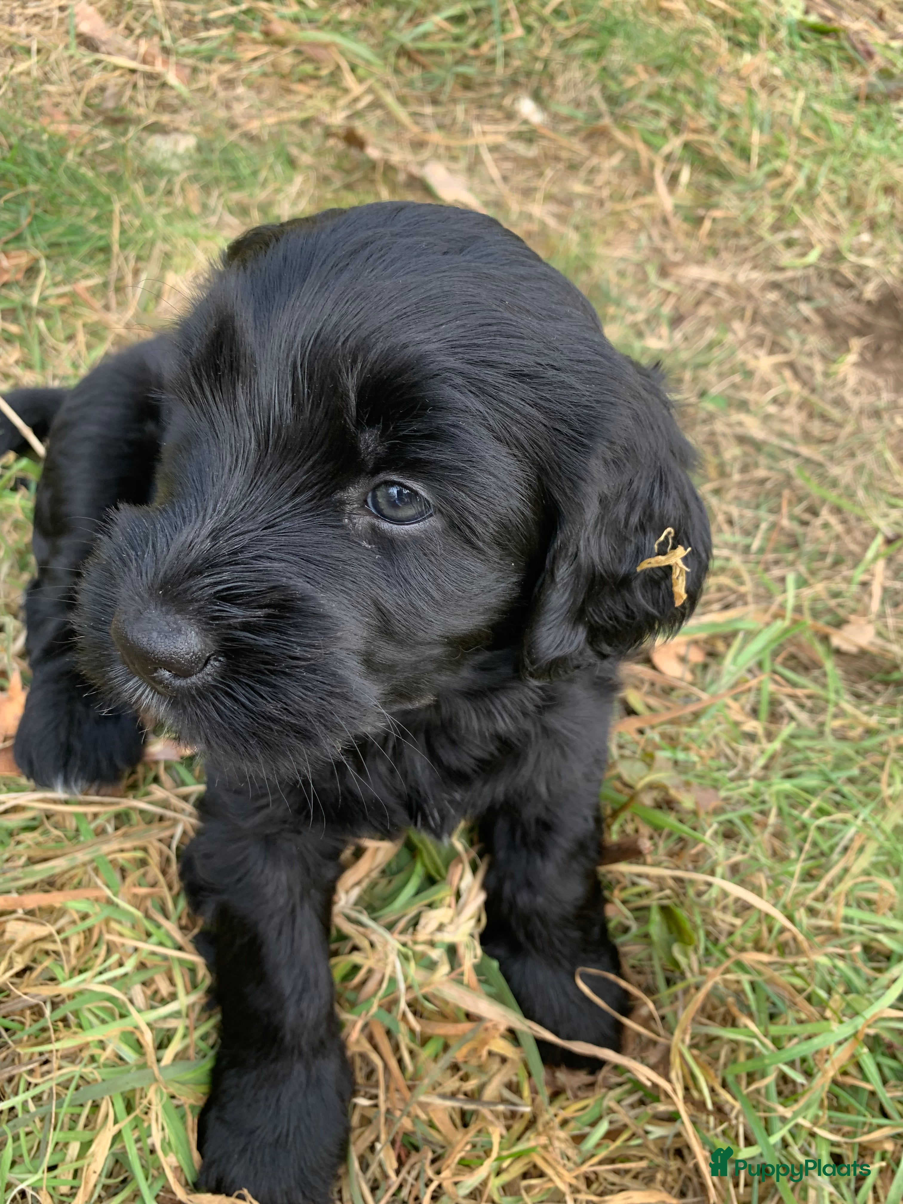 Labradoodle honden Lieve mooie pups labradoodle medium - Advertentie 1