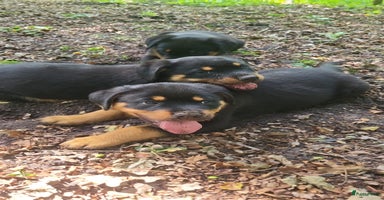 Rottweiler honden - Advertentie 6