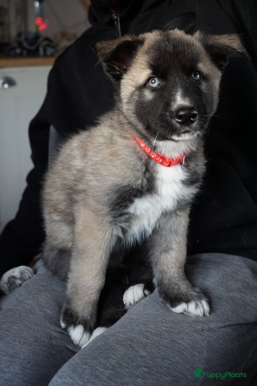 Kruising honden te koop: Prachtige Husky x Mechelse herder kruising pups - Advertentie 9