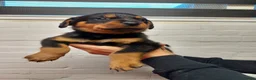 Rottweiler honden te koop: Rottweiler pup  - Advertentie 4