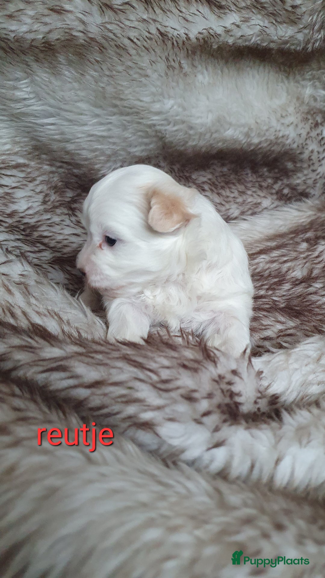 Maltipoo honden te koop: Maltipoo - Advertentie 7