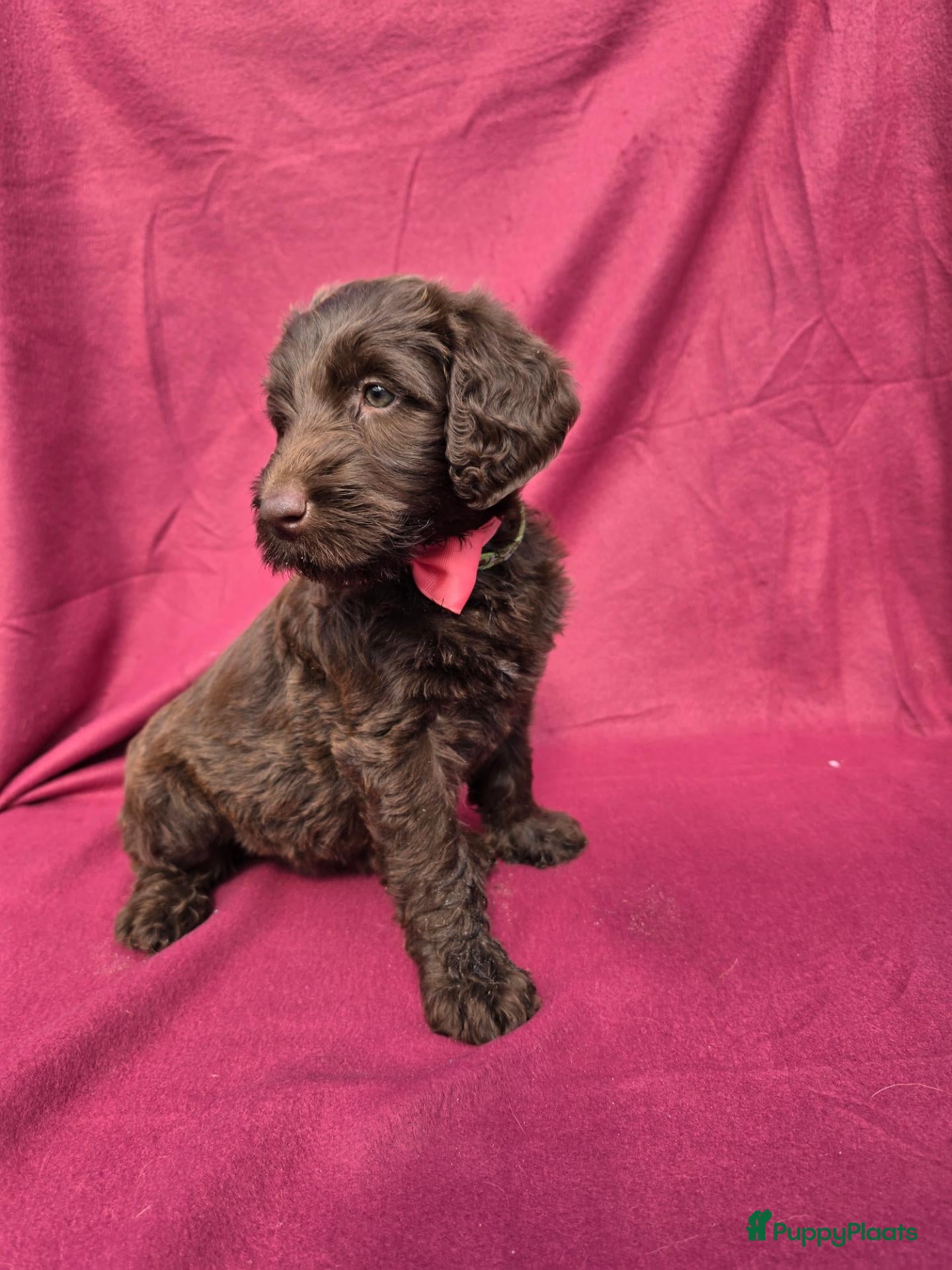 Labradoodle honden Super fijne multigen half Australian doodles🥰 - Advertentie 1