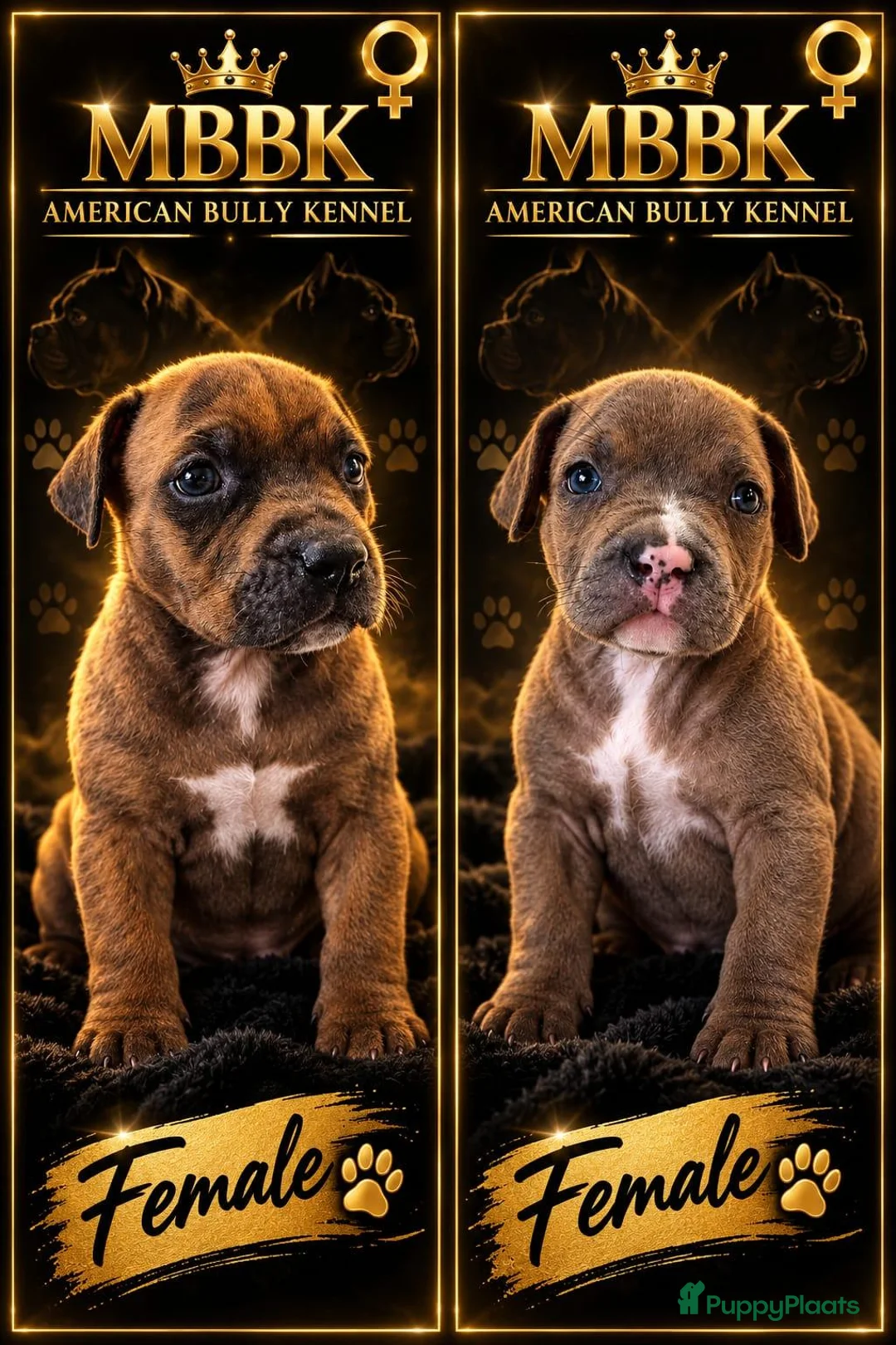 Amerikaanse Bully honden te koop: americanbully xl pup's leesgoed abkc/dbkc stamboom - Advertentie 2