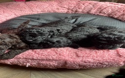 Poedel Toy honden te koop: Toy poedel pups  in Oss - Afbeelding 13