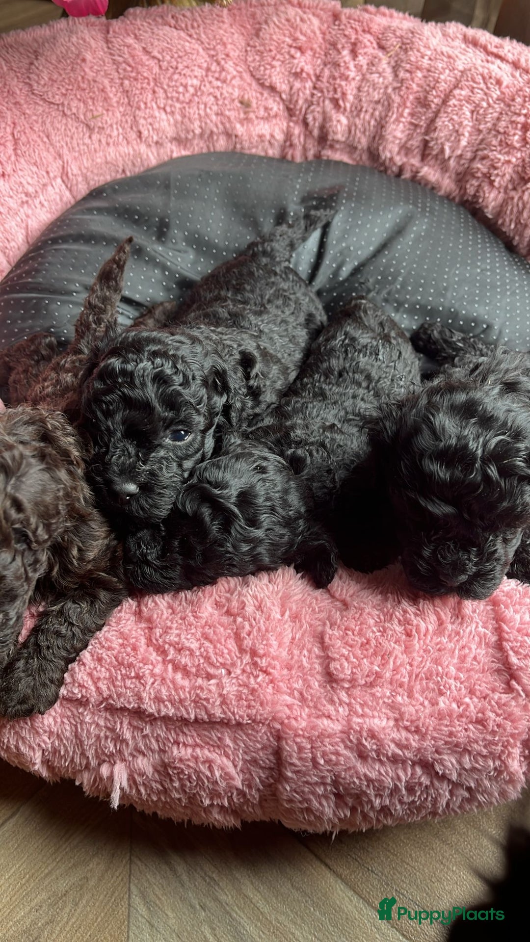 Poedel Toy honden te koop: Toy poedel pups  in Oss - Afbeelding 13