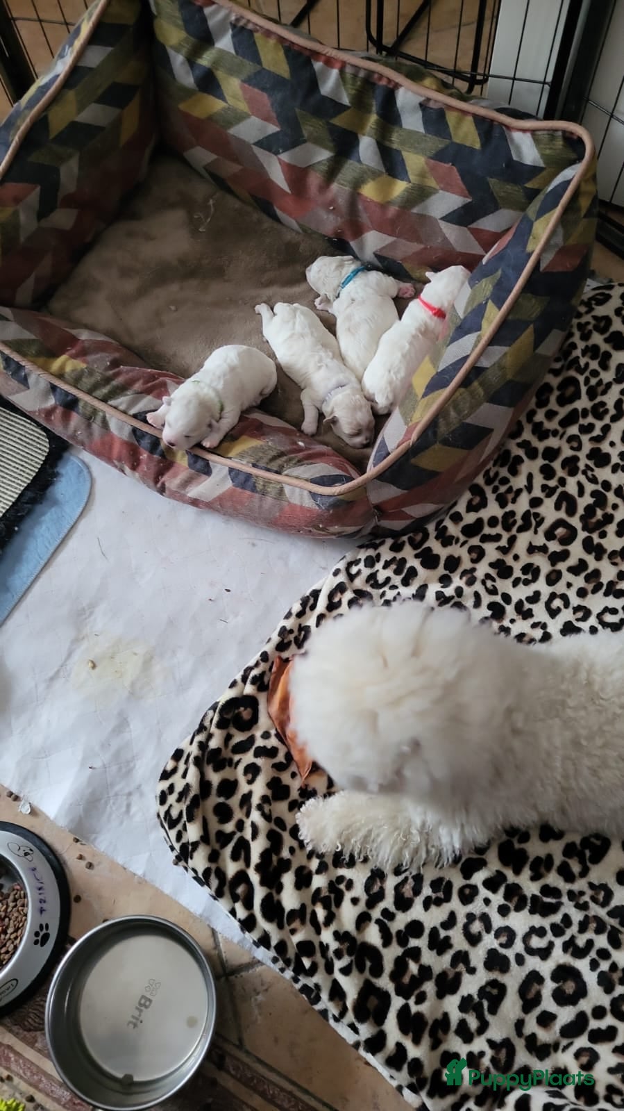 Bichon Frisé honden Koningshond: Bichon Frisé - Advertentie 2