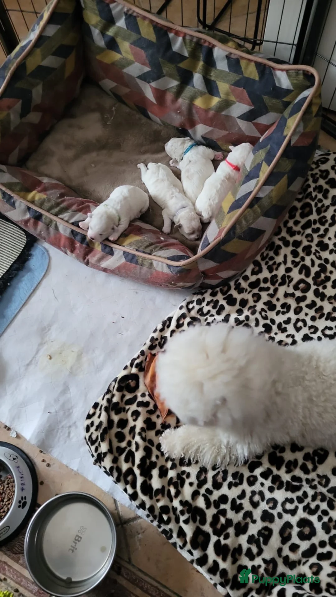 Bichon Frisé honden te koop: Koningshond: Bichon Frisé - Advertentie 2