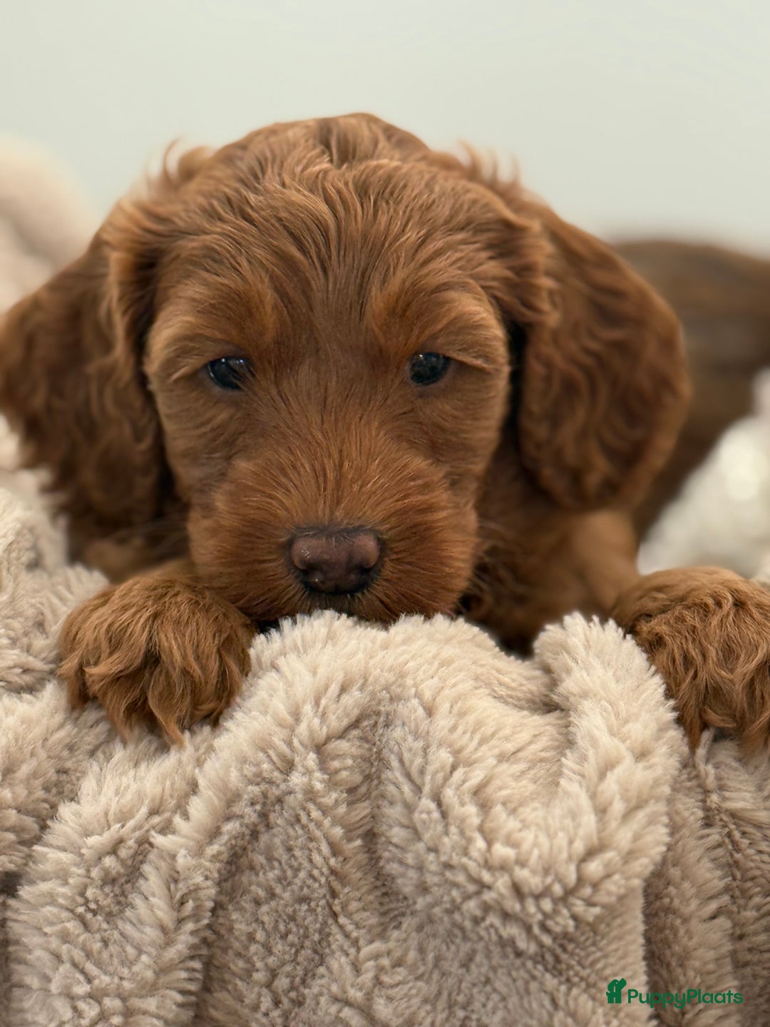 Australian Labradoodle honden te koop: Labradoodle puppy’s verwacht 🐶🐾 - Advertentie 17