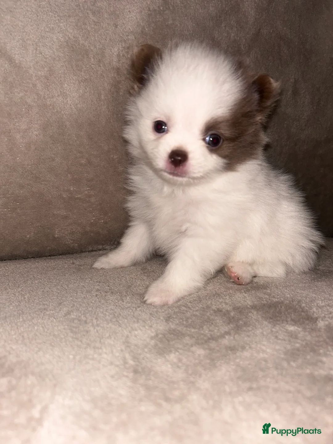 Pomchi honden te koop: Kleine pomchi pups 75% pomeranian 25% chihuahua - Advertentie 5