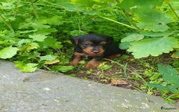 Jack Russel Terriër honden te koop: Jack russel. × yoypoedel - Afbeelding 7
