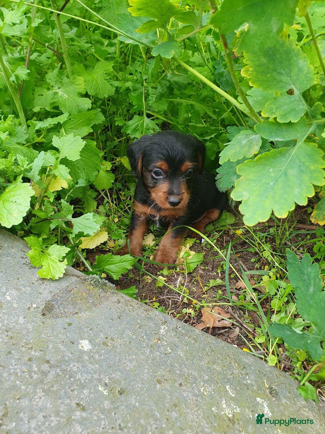 Jack Russel Terriër honden te koop: Jack russel. × yoypoedel - Afbeelding 7
