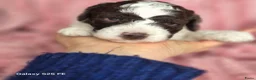 Lagotto Romagnolo honden te koop: Lagotto Romagnolo Pupies - Advertentie 24