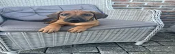 Rhodesian Ridgeback honden te koop: 10 prachtige Rhodesian Ridgeback pups te koop - Advertentie 16