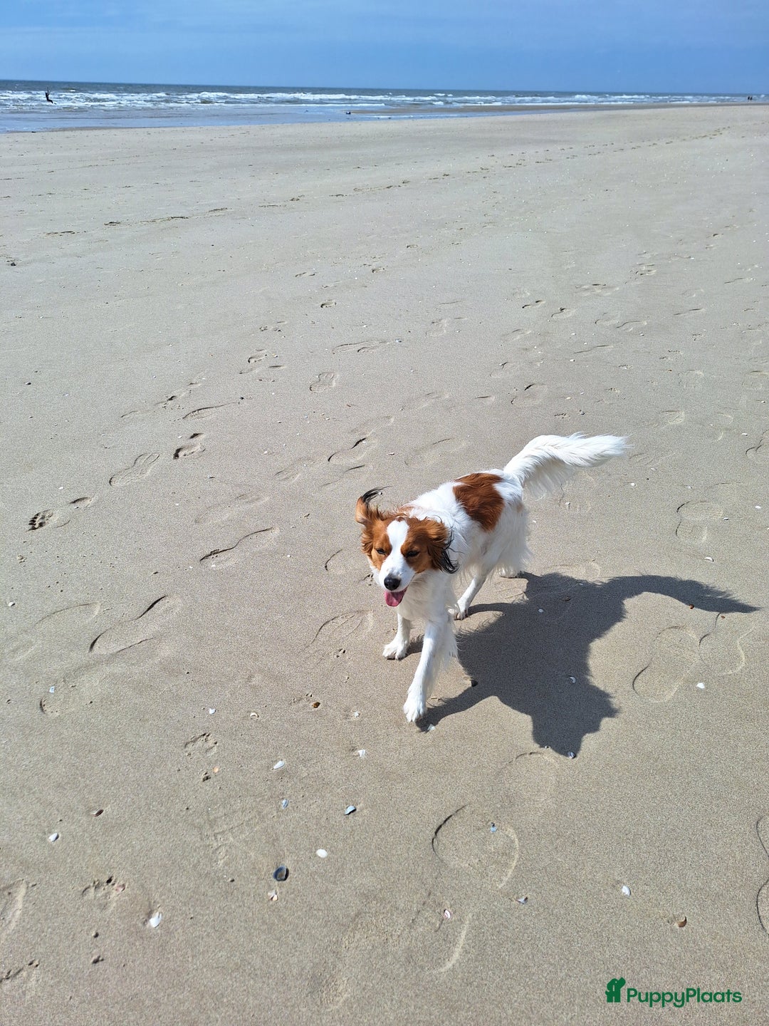 Kooikerhondje honden te koop: Supermooie gesocialiseerde reutjes - Advertentie 2