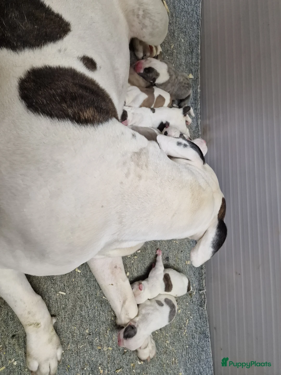 Amerikaanse Bulldog honden te koop: Prachtige Amerikaanse bulldog pups met stamboom - Advertentie 11