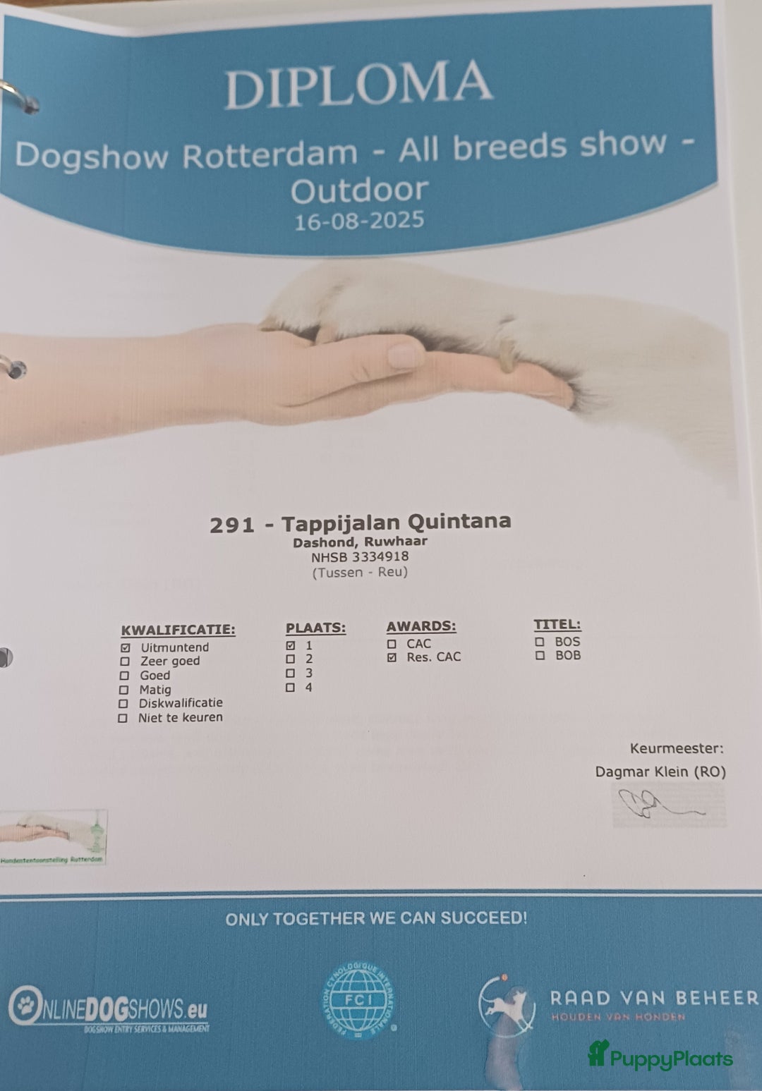 Ruwhaar Teckel honden te koop: Stamboom FCI pups ruwhaar teckels - Advertentie 7