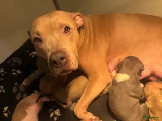 American Staffordshire Terriër honden Amerikaanse Stafford pups - Advertentie 1