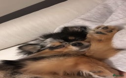 Pomeriaan honden te koop: Pomeriaan pups  - Afbeelding 9