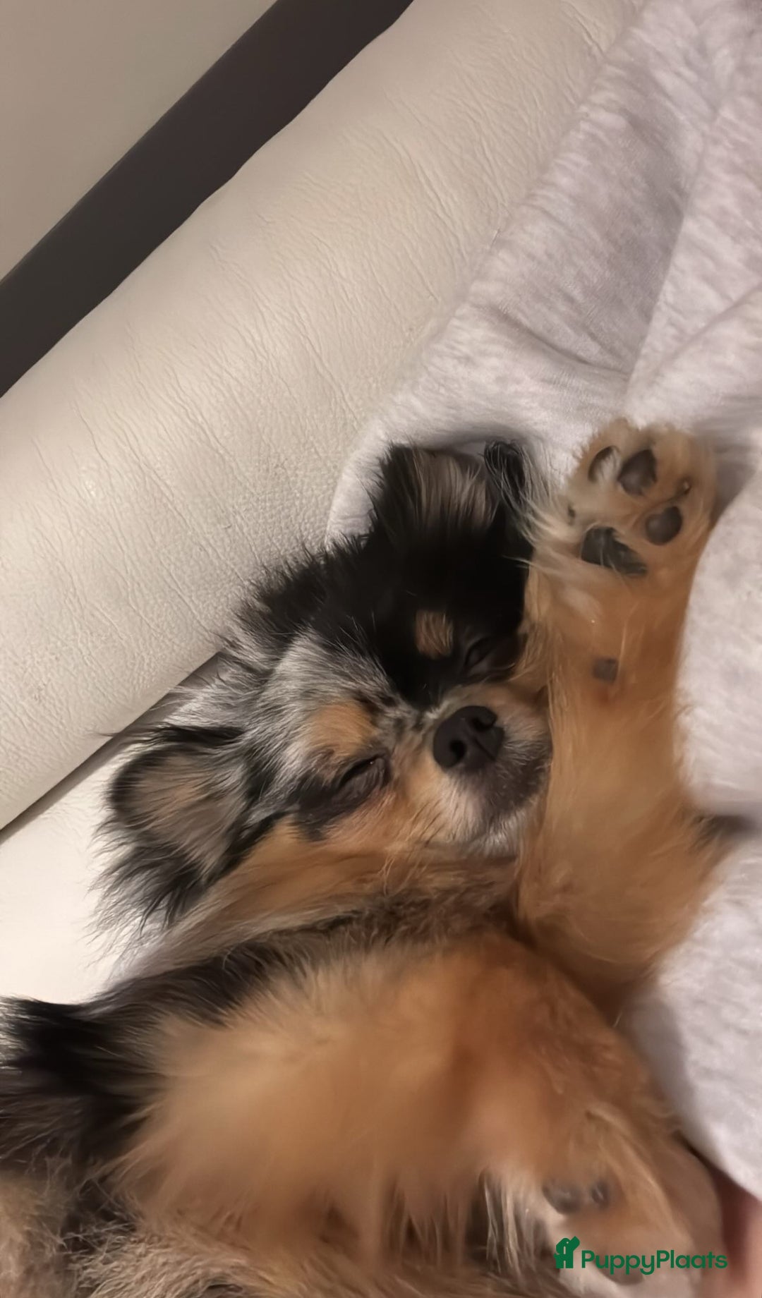 Pomeriaan honden te koop: Pomeriaan pups  - Afbeelding 9