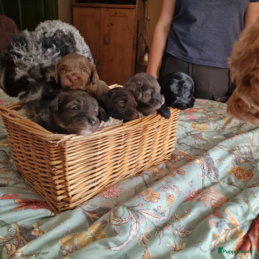 Australian Labradoodle honden te koop: Australian labradoodle Backcross micro/mini - Afbeelding 29