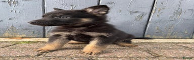 Duitse Herder Puppy 2