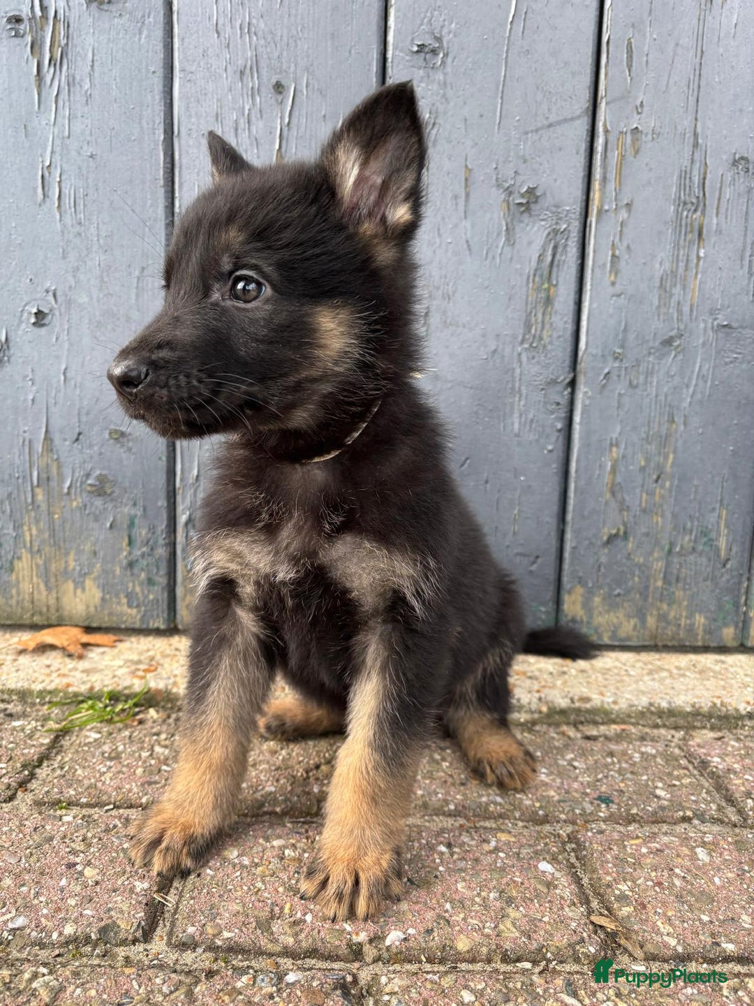 Duitse Herder honden te koop: Duitse herder pups -10 WK- nog 1 pup beschikbaar! - Advertentie 13