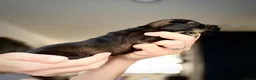 Ruwhaar Teckel honden te koop: Unieke kaninchen/dwerg teckel pups - Advertentie 4