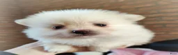 Pomeriaan honden te koop: Nog twee prachtige creme pomeranian puppys!❤️ - Advertentie 4