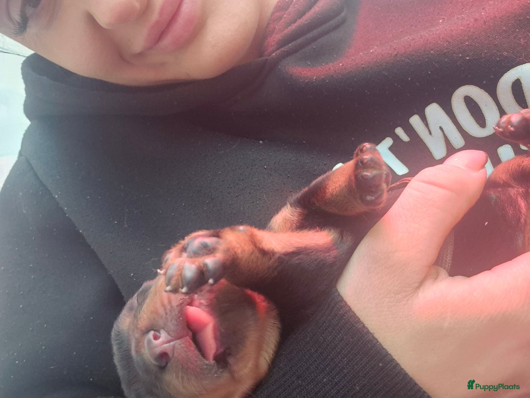 Rottweiler honden te koop: Nest F 27.11.2025 - Advertentie 7