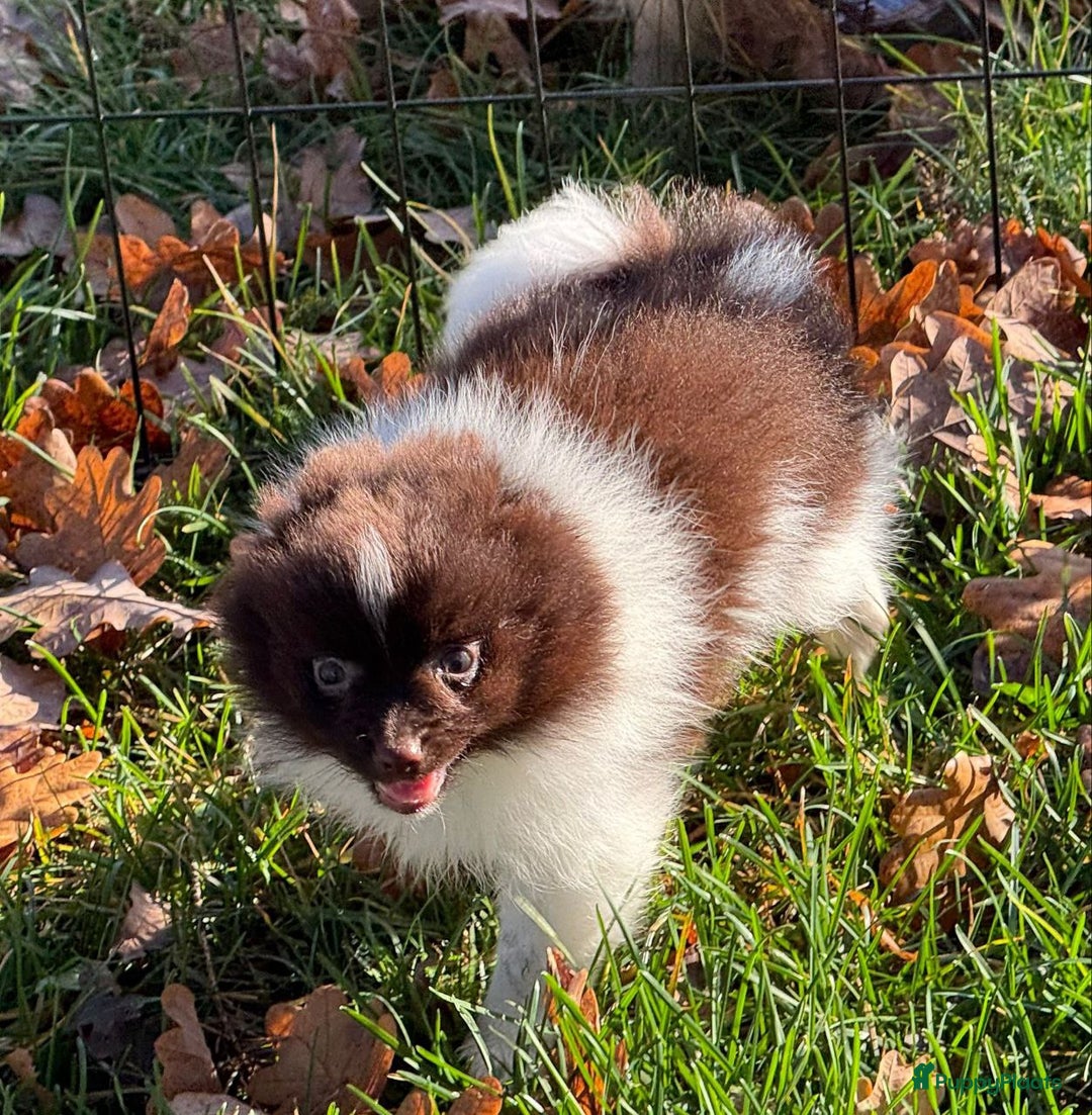 Pomeriaan honden te koop: 7 weken oude spitz puppy - Advertentie 5