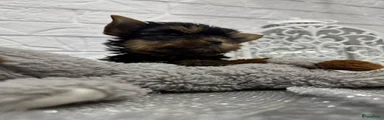 Yorkshire Terriër Puppy 2