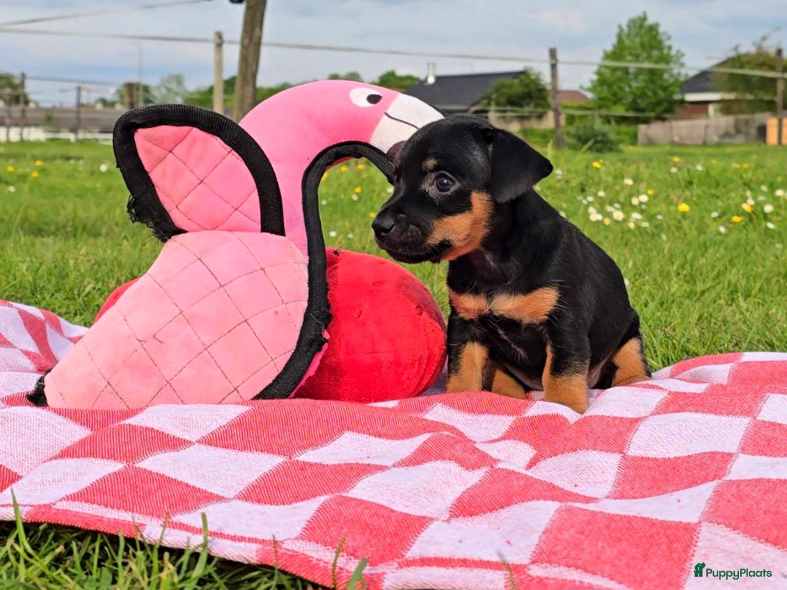 Jack Russel Terriër honden Met filmpjes! 3 Prachtige Jack Russell puppy's 🐶 - Advertentie 1