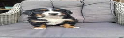 Berner Sennenhond honden te koop: Kruising berner sennen x boulab - Advertentie 3