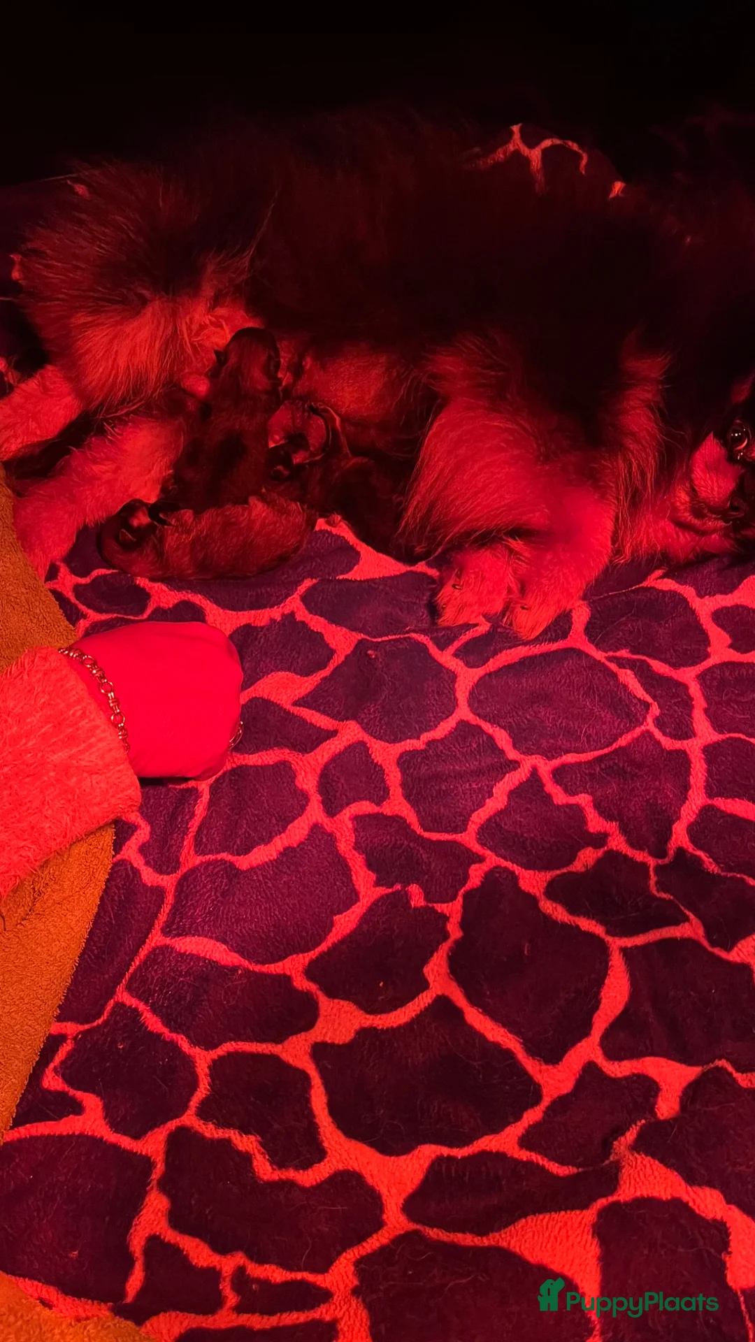 Pomeriaan honden te koop: Te koop pomeranian pups - Advertentie 3