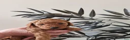 Poedel Toy honden te koop: Toy poedel pups - Advertentie 2