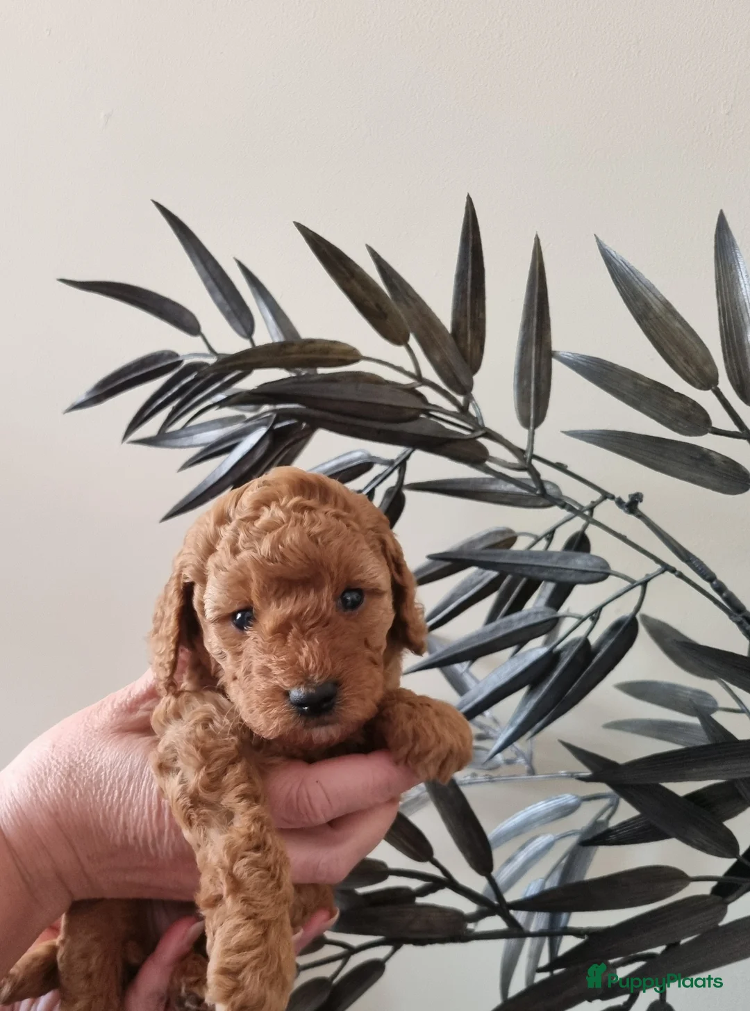 Poedel Toy honden te koop: Toy poedel pups - Advertentie 2