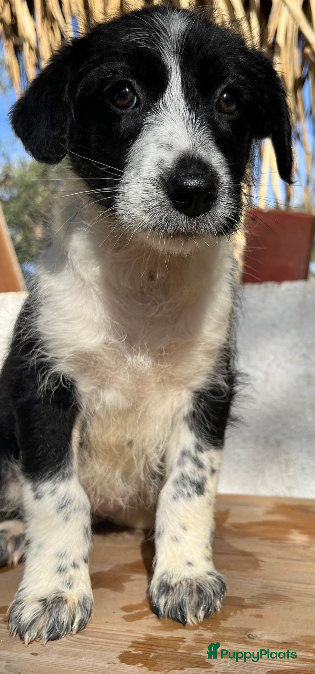 Kruising honden ter adoptie: gingi  waar mag haar mandje komen te staan?  - Advertentie 7