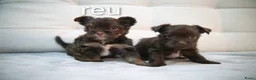 Yorkshire Terriër honden te koop: Yorkshire Terrier puppy’s te koop - Advertentie 8