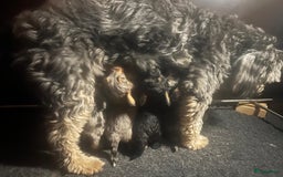 Labradoodle honden te koop: Knuffelhondjes - Afbeelding 14