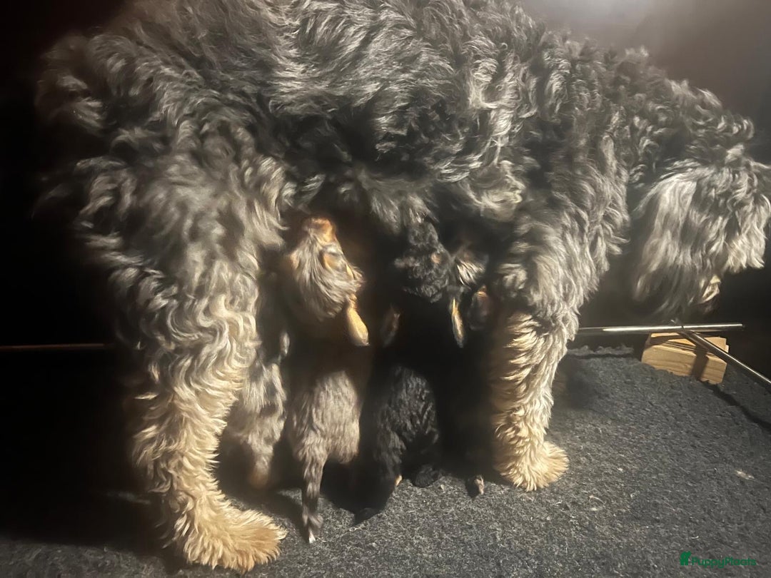 Labradoodle honden te koop: Knuffelhondjes - Afbeelding 14