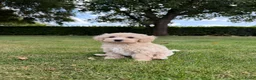 Maltipoo honden te koop: Maltipoo (Maltezer x Poedel) pups - Advertentie 13
