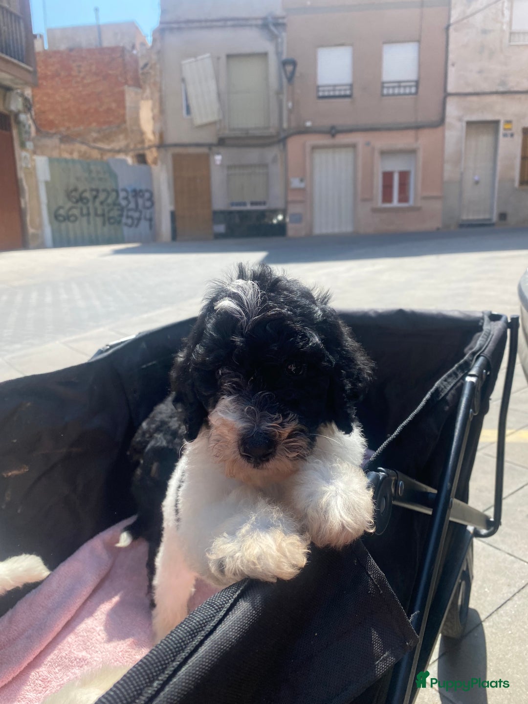 Poedel honden te koop: Prachtig mooi harlekijn koningspoedel teefje✨🐾 - Advertentie 10