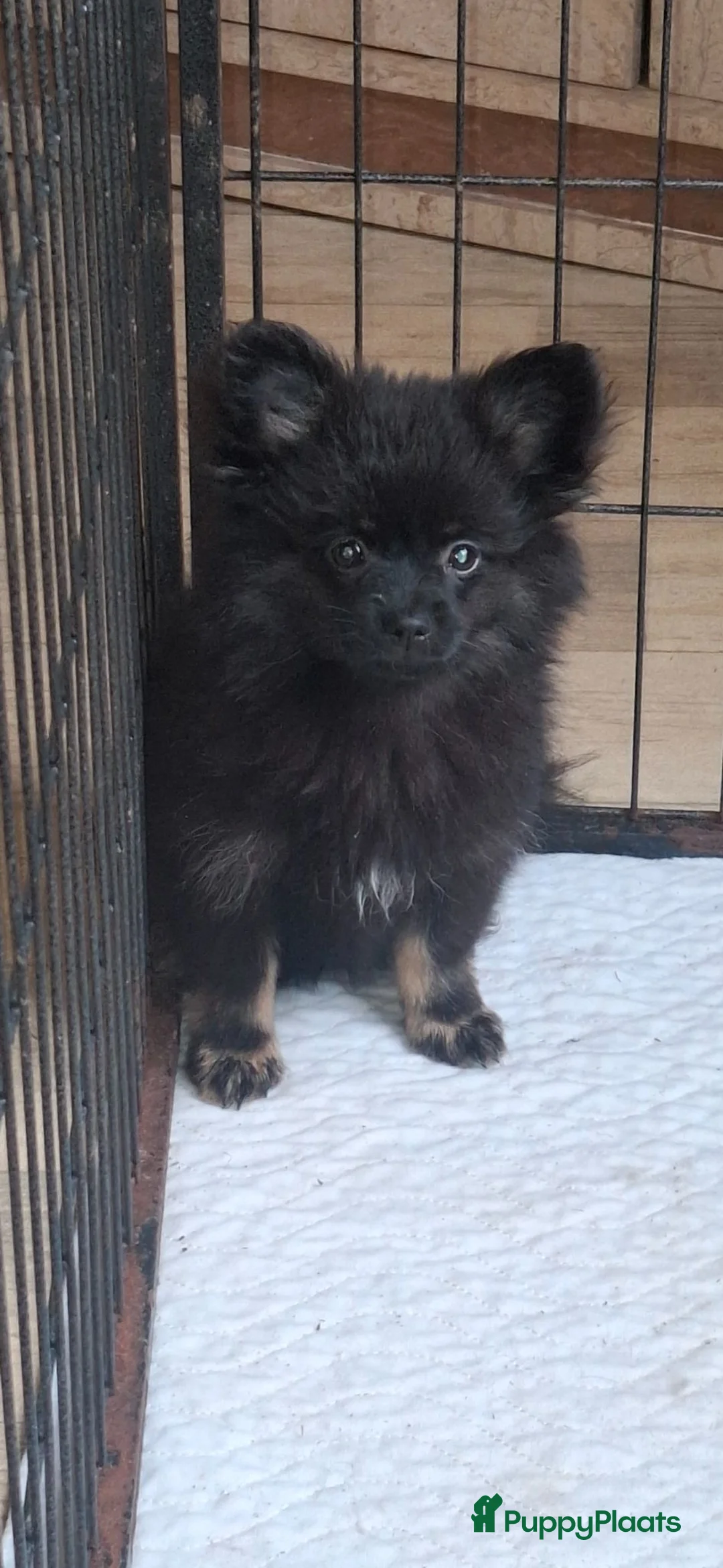 Pomchi honden te koop: 1 mooi black and tan pomchi teefje - Advertentie 1